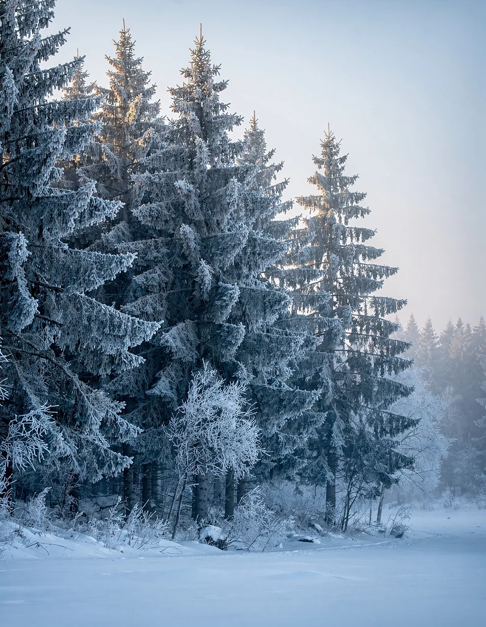 Forêt d'épicéas givrée